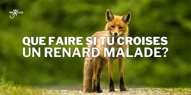 catégories et les montants du revenu d'intégration et les status, Tu as croisé un renard malade à Bruxelles ? Voici quoi faire