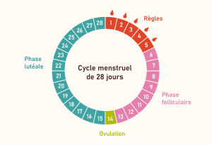 Les règles et le cycle menstruel, Les règles et le cycle menstruel
