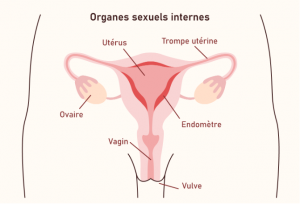 Les règles et le cycle menstruel, Les règles et le cycle menstruel